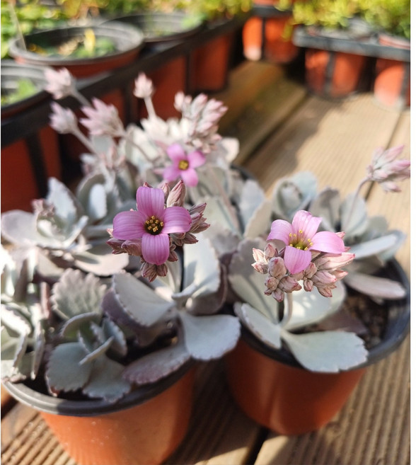 행복한꽃순이//백은무/다육 3개 묶음