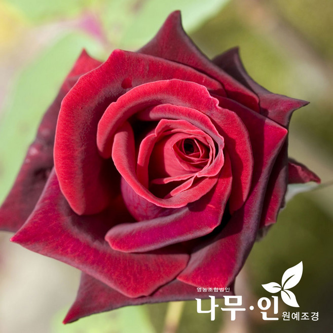 [나무인] 고급사계정원장미 프레지던트생골(빨강색)