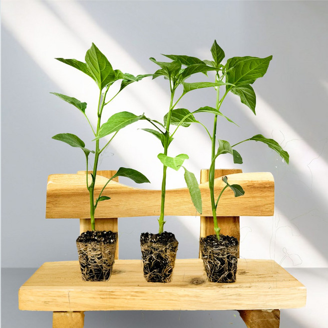 티움프러그 고추모종 / 고춧가루용 풋고추용 기능성고추 파프리카고추 /대량구매가능, 롱그린, 2개