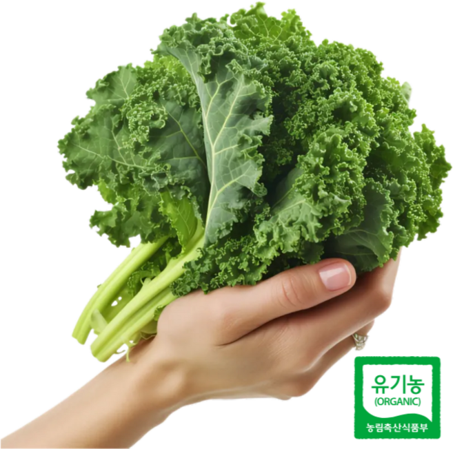 케일 유기농 컬리케일 샐러드용 다이어트 쌈채소, 컬리케일 500g, 1개