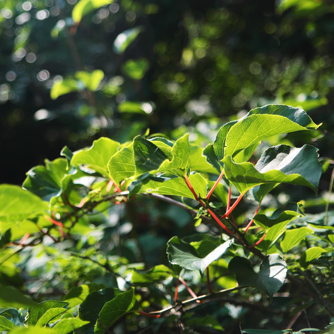 온유네 국산 자연산 산나물 건나물 고사리 고비 뽕잎 다래순 쑥, 1개, 건뽕잎 100g