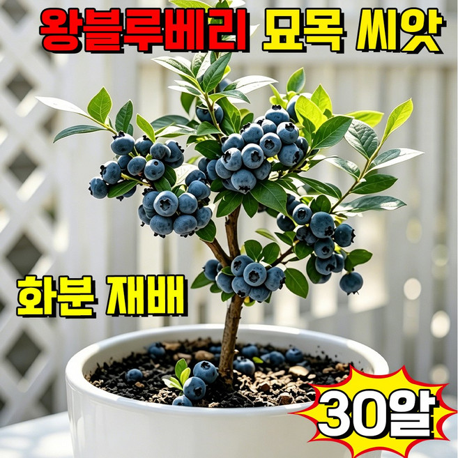 [대왕사이즈] 블루베리 묘목 씨앗 왕블루베리 묘목 재배 대왕 블루베리 모종 과일 씨앗 화분 블루베리 한국 재배 적합 달콤한 대왕 자가수정, 30개