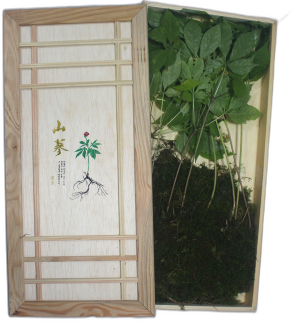 자연삶 15년근 강원도 산삼 산양삼 산양산삼, 20g, 8개