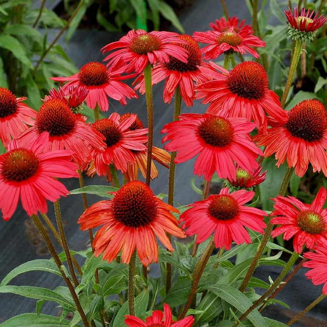 에키나시아 (키스메레드) 에키네시아 노지월동 야생화 모종 (12cm포트 두개묶음 KJ2006