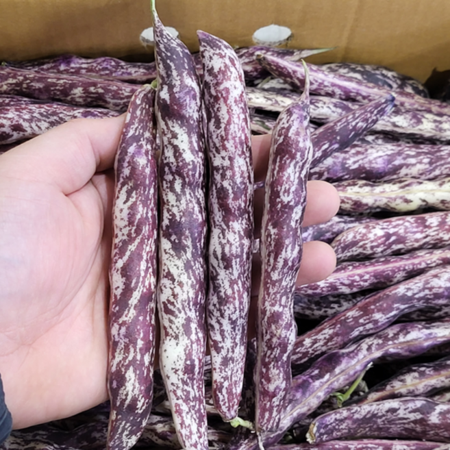 26년산 햇 껍질 호랑이콩 줄콩 강남콩, 1개, 1kg