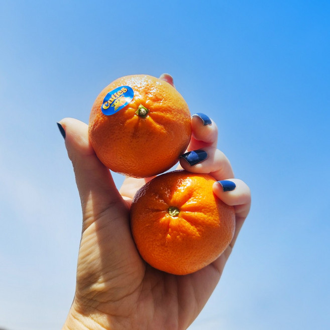 봄한정 상큼달콤 만다린 수입귤 큐티스 고당도 미국감귤 cuties 소용량 대용량, 1개, 1kg