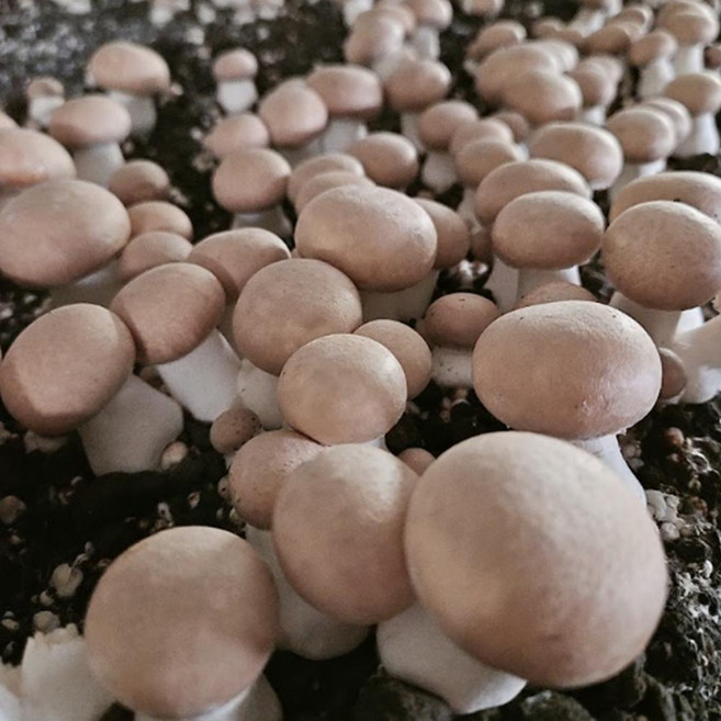 친환경 무농약 보령 브라운 양송이 버섯 정품 1kg, 1개