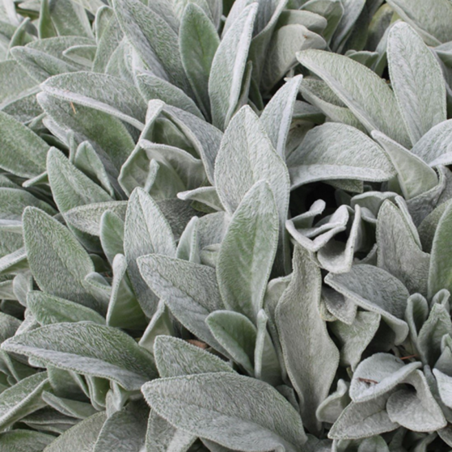 램스이어 '퍼비' [4포트] (복남이네야생화 은엽카펫 노지월동 강한), 4개