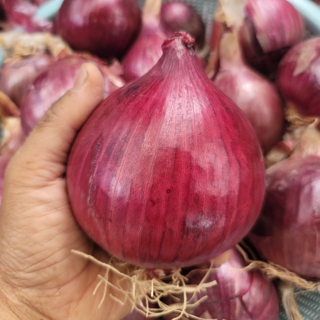 (광평영농조합) 26년 전남무안 황토밭 햇 자색양파, 3KG(중대혼합), 1개