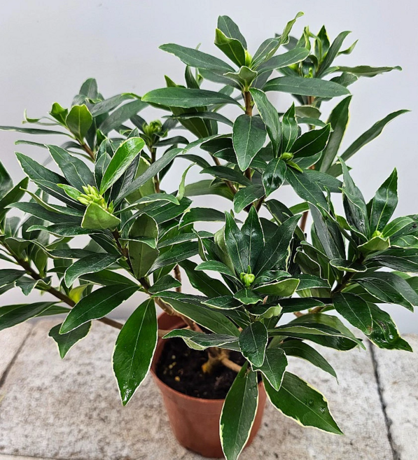 천리향(한목대) 향기가 천리까지 간데요, 1개