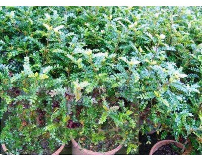 花花世界 綠籬植物 胡椒木 5-6吋盆/高20-40cm/嫩綠鮮亮葉片, 1個