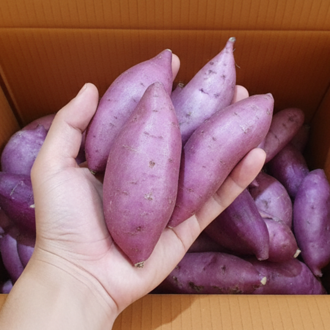 산들해 세척 해남 고구마 꿀고구마 중사이즈, 1개, 5kg