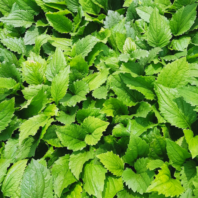 식감과 감칠맛이 좋은 제주 생 취나물, 1개, 400g