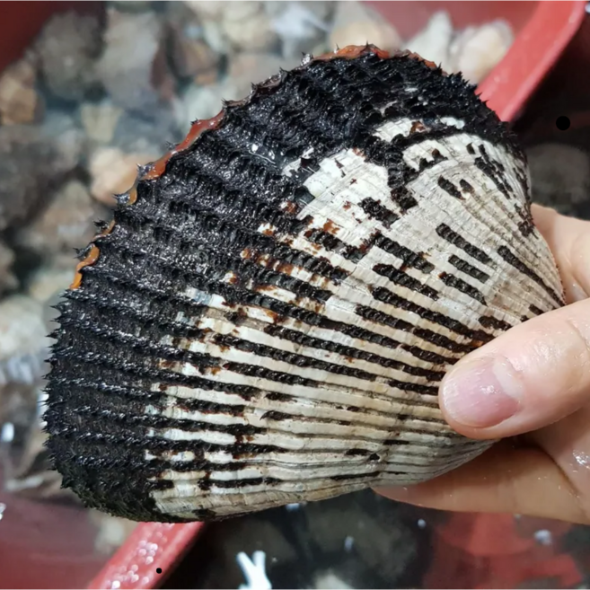 [남해직송] 국내산 제철 특대 피꼬막 피조개 당일조업 회 자숙 무침, 1개, 5kg