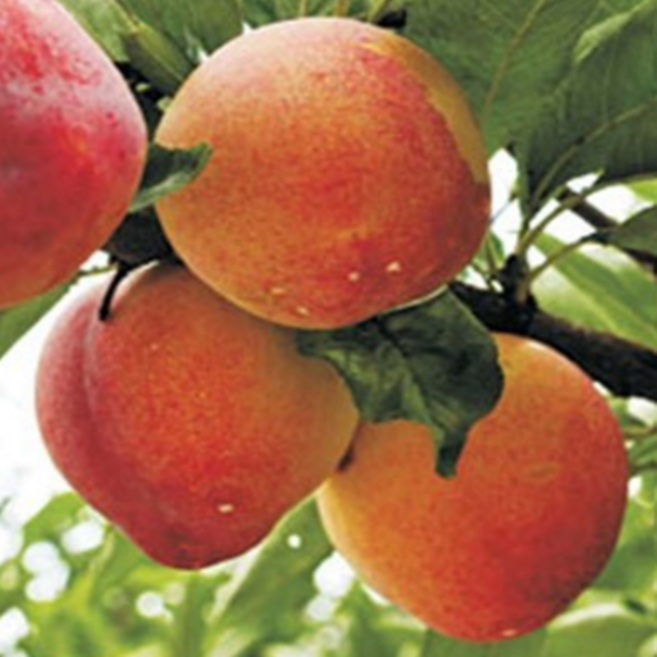 왕자두나무 묘목 후무사 2년생 특묘 유실수, 1개, [ 후무사왕자두나무 특묘 ]