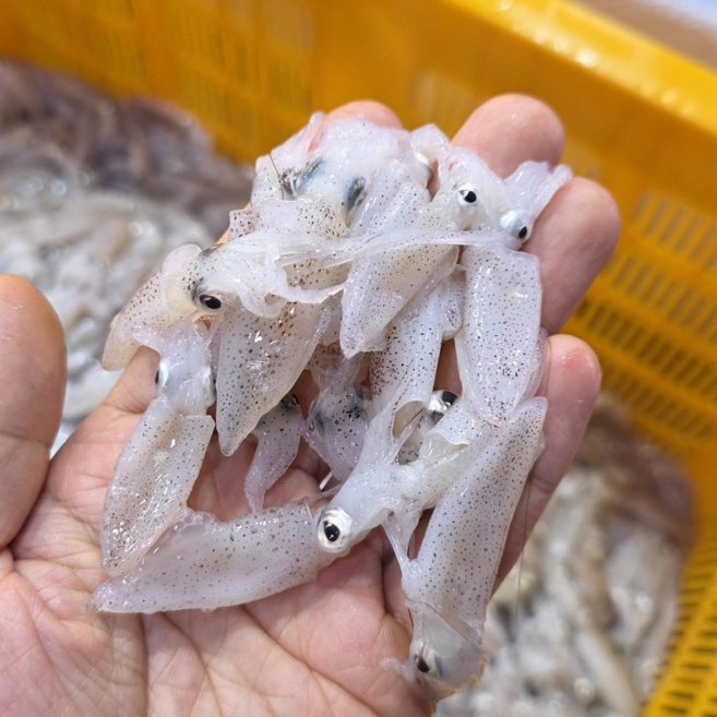 국내산 생물 호래기 횟감용 제철 꼴뚜기, 1개, 꼴뚜기 500g