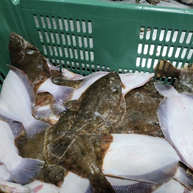 국내산 활 손질 도다리 800g 봄도다리 쑥국 구이 탕