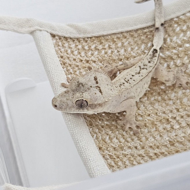 크레마루 도마뱀 크레스티드게코 해먹