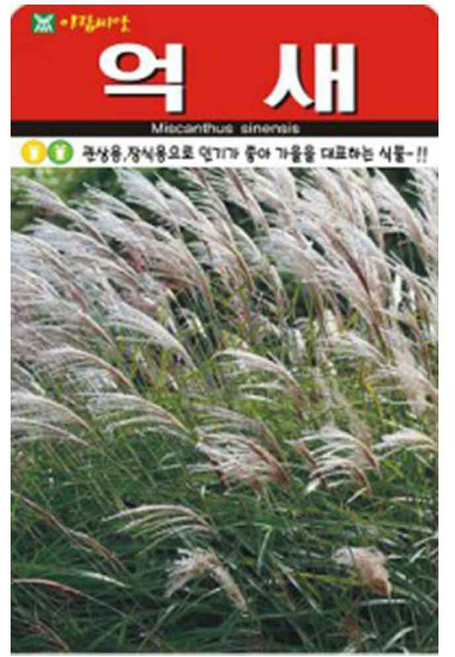 억새 씨앗 참억새 1L 아람, 1개