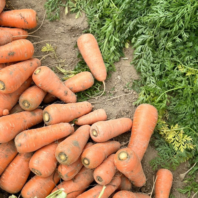 국내산 햇 당근 달콤아삭 산지직송 신선한 쥬스용 못난이 흙당근, 1개, 쥬스용못난이 5kg