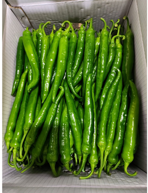 아삭아삭 맵지 않고 부드럽고 달콤한 맛있는 햇 롱그린 고추 1kg, 1개