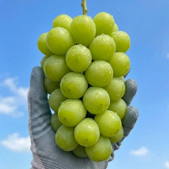 [하루30박스한정] 산지직송 초고당도 제철 샤인머스켓, 1박스, 1kg