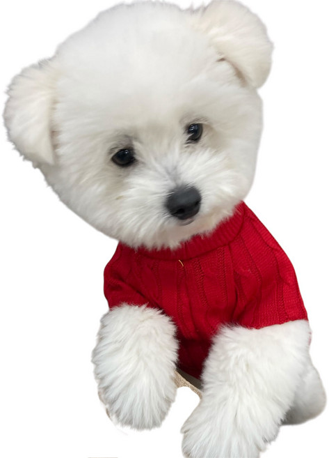 쏭바이펫 강아지 꽈배기 니트 S-2XL 레드, 1개