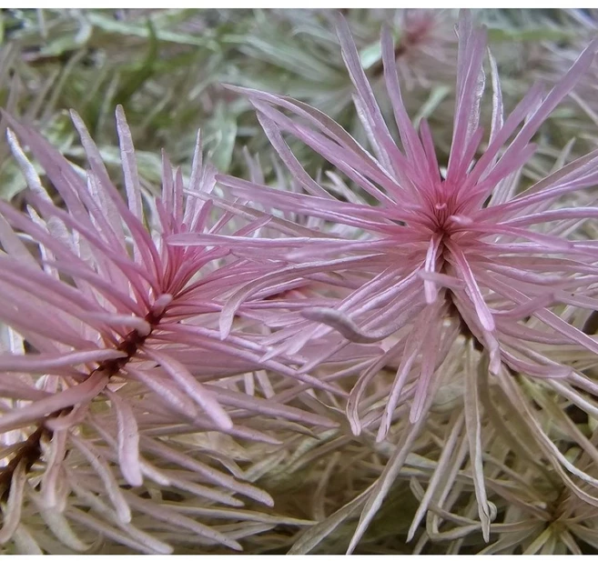 [수초인] 먼치킨 슈퍼 화이트/ 핑크빛 고급수초, 3개 - 쿠팡