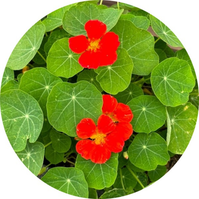 한련화 꽃모종 12포트묶음 초화 꽃화분 봄철화단, 1세트