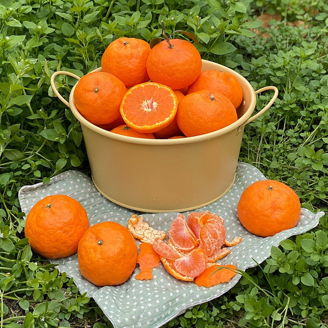 제주도 특상품 고당도 카라향 2kg 3kg 5kg 당도선별 가정용, 1개, 카라향(대과) 2kg