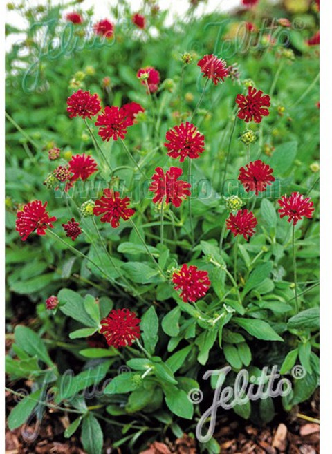 피어나라야생화 루비솔체 씨앗 (1Set 10닙), 1개