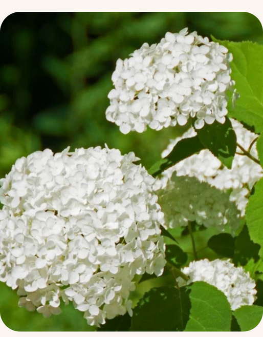 아나벨수국 플라워와우 18cm 포트 묘목 흰색 공모양 노지월동 신년지개화, 1개