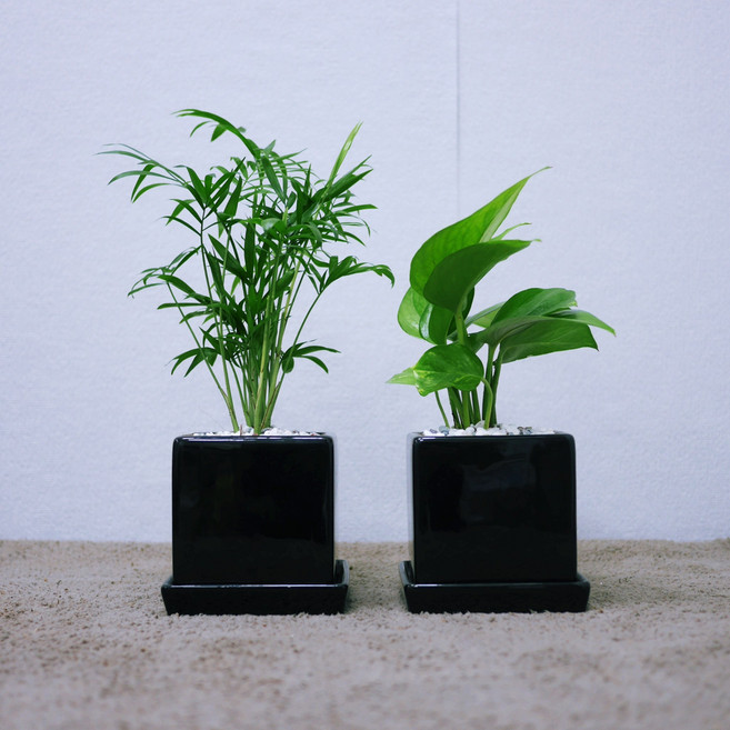 꽃피우는청년 냄새제거 주방에서 키우기 좋은 실내공기정화식물 2종 세트 (스킨답서스 테이블야자), 유광 사각 블랙, 1개