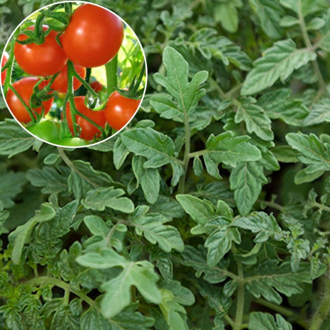 갑조네 방울토마토 모종 채소모종 야채모종, 3개