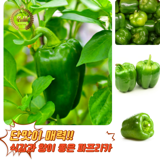 [굿피플] 청피망 청파프리카 초록피망 파프리카 피망 피망파프리카 못난이청피망 홍피망, 1박스, 청피망 1kg [특품]