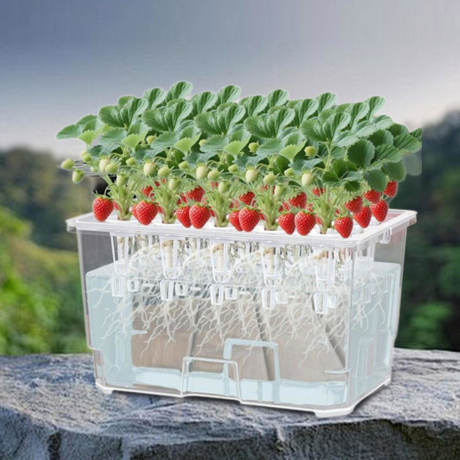 수경 재배 시스템 키트 다용도 심기 정원 상자 야채용 과일 경량 용기, 1)Clear