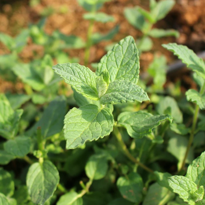 유기농 페퍼민트 생잎 허브 50g - 쿠팡
