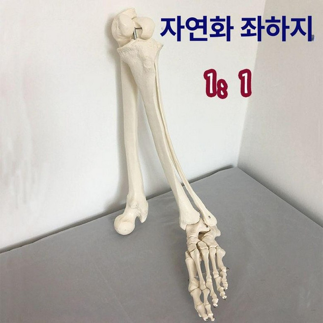 해골 바가지 소품 할로윈 무서운 유령의집 실제사이즈, 1개, 자연대 왼쪽 하지 왼발바닥 모델