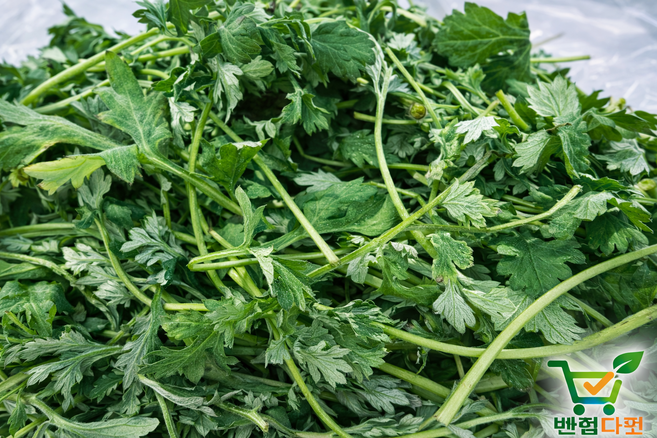 백점마켓 엄선 자연산 생쑥 국산 제철 봄나물 산지직송 신선한 쑥 쑥나물 쑥국 쑥떡 건강 식재료_500g 1kg 2kg_백점마켓, 1박스, 500g