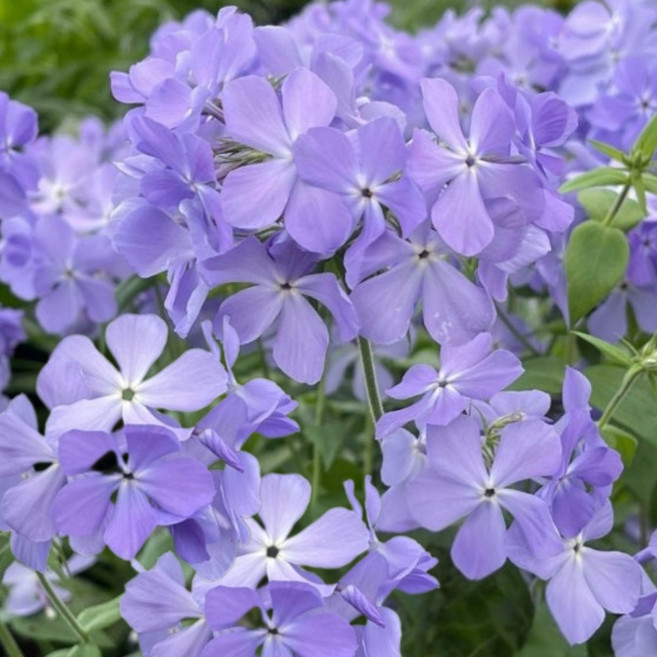 어린모종/차가플록스-연보라 비닐포트 4개 DN039