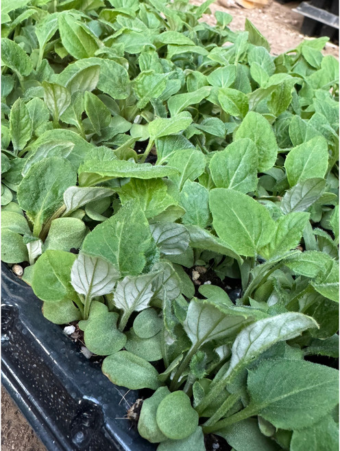 화천 자연애 수리취 떡취 모종 50구(트레이) 1판, 1개