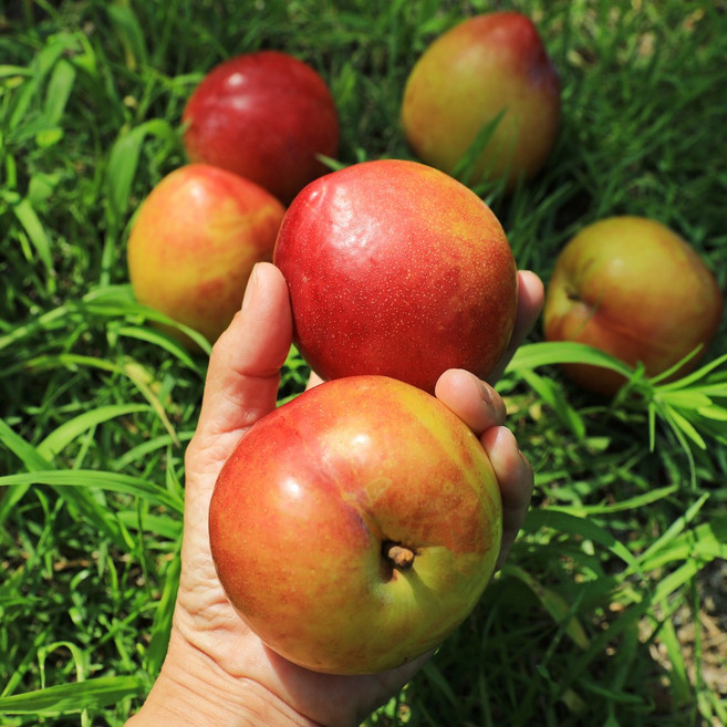노씨고집 당도선별 고당도 추희자두, 1개, 3kg중과