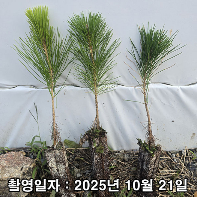 착한가격 나무생각 / 해송 / 실생2년 / 포트묘, 1개