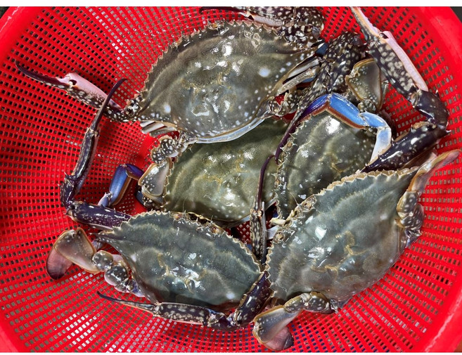 영롱한수산 산지직송 국내산 살아있는 활 꽃게1kg (2~4미) 1박스, 1개, 1kg