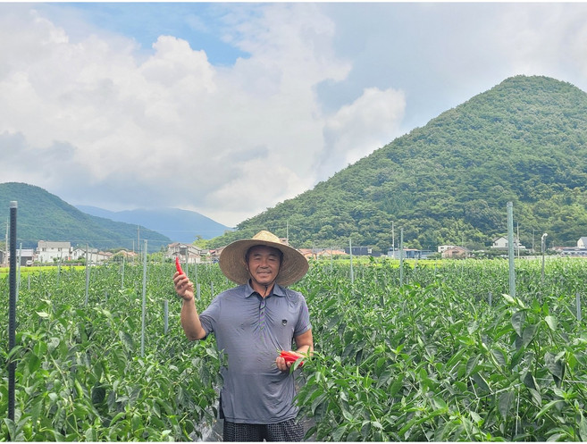(철이네 농장) 깨끗이 씻어 말린 2021년 햇 국산 건고추 / 경남 고성, 6000g(10근) 꼭지 제거, 1개