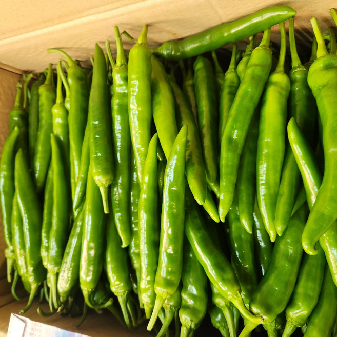 [특품]국내산 오이맛 풋고추 오이고추 아삭이 300g 500g 1kg 3kg, 1개