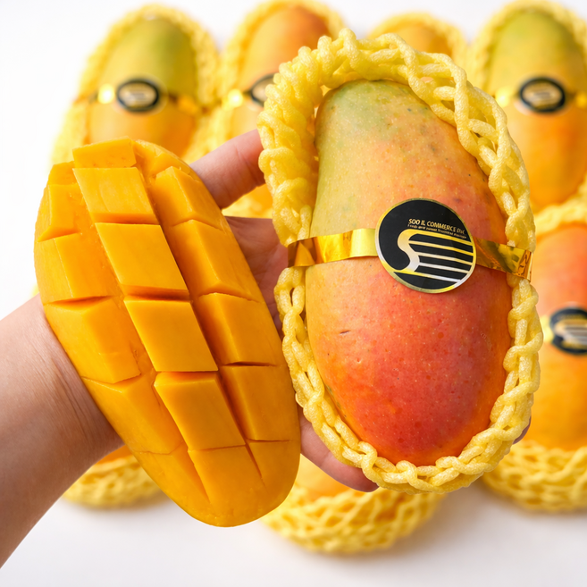 [수입사특가]태국망고 마하차녹 무지개망고, 1개, 1.5kg