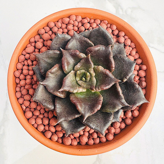 다육식물 선인장 블랙마디바 농장직송 산아래 다육이 생명력최고 키우기쉬운 공기정화 전자파차단 하월시아, 1개, 럭셔리