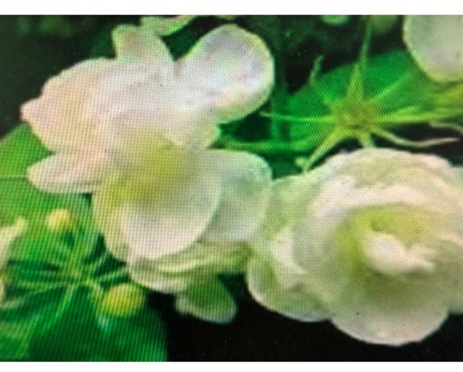 沙巴 茉莉花精油 純花香味 產地印度, 1個, 5ml