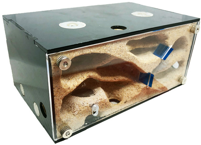 정하남 개미 사육장 아크릴 석고 아파트 여왕 개미키우기 앤트빌 개미집, 아파트 사육장, 서식지 1개